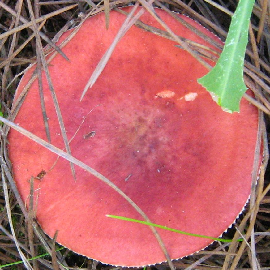Russula da determinare
